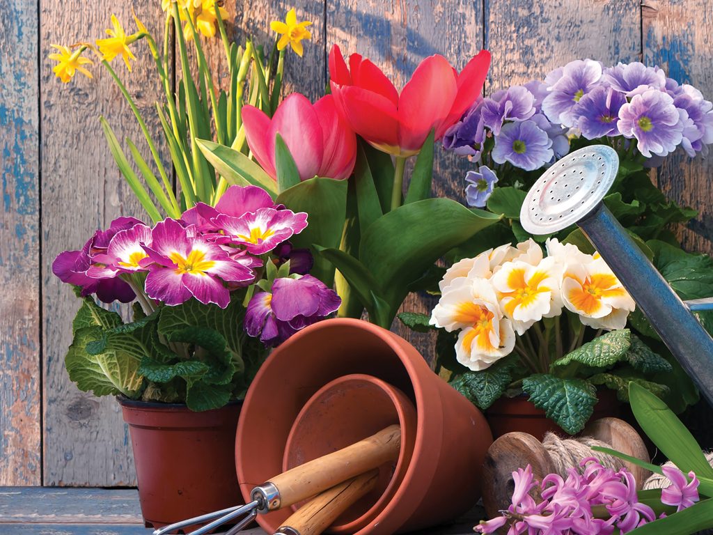 Spring Has Sprung: A Guide to Spring Plants for the Aspiring Green Thumb